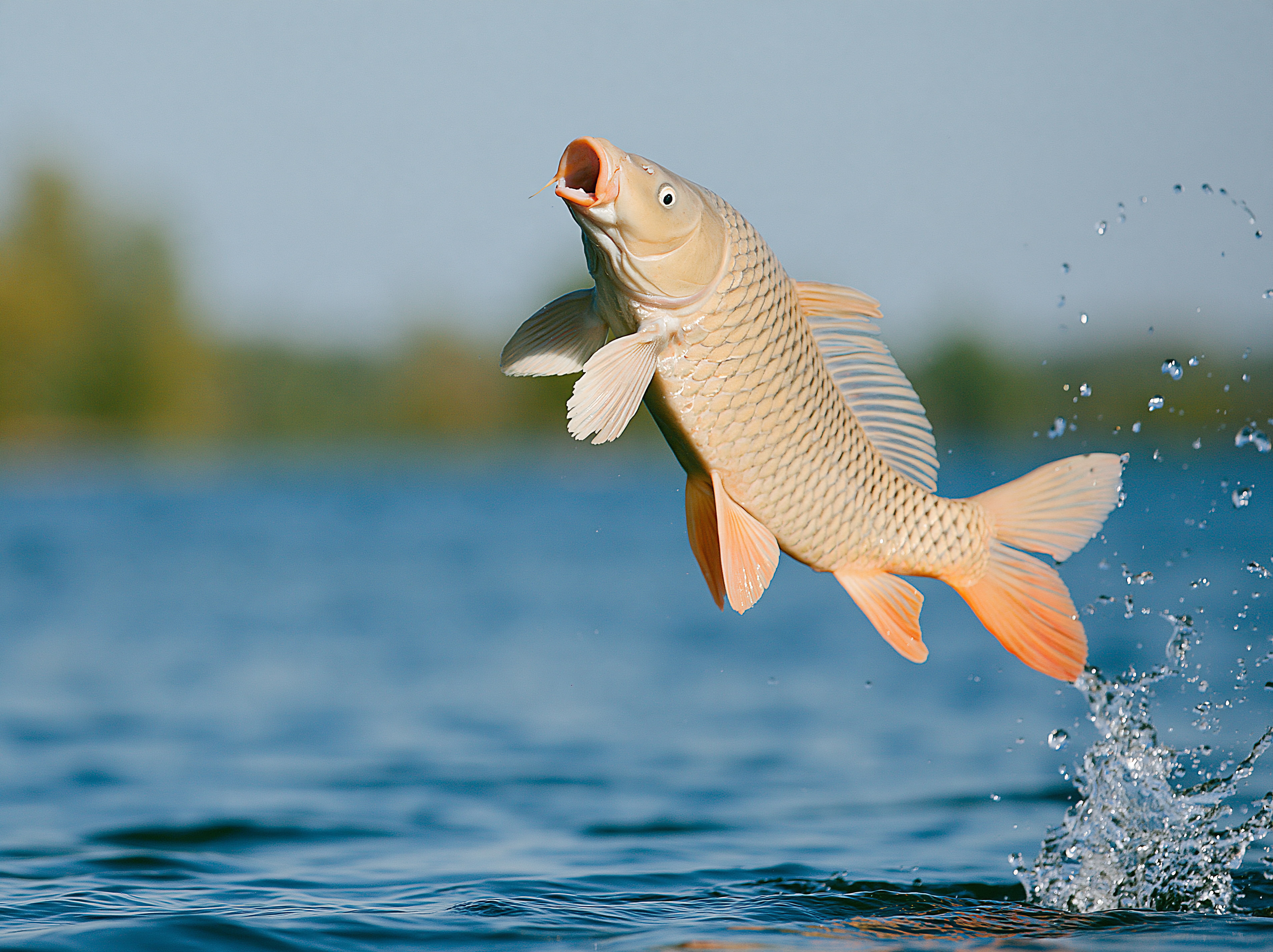 A golden common carp leaps out of blue water, with droplets trailing from its fins and tail.