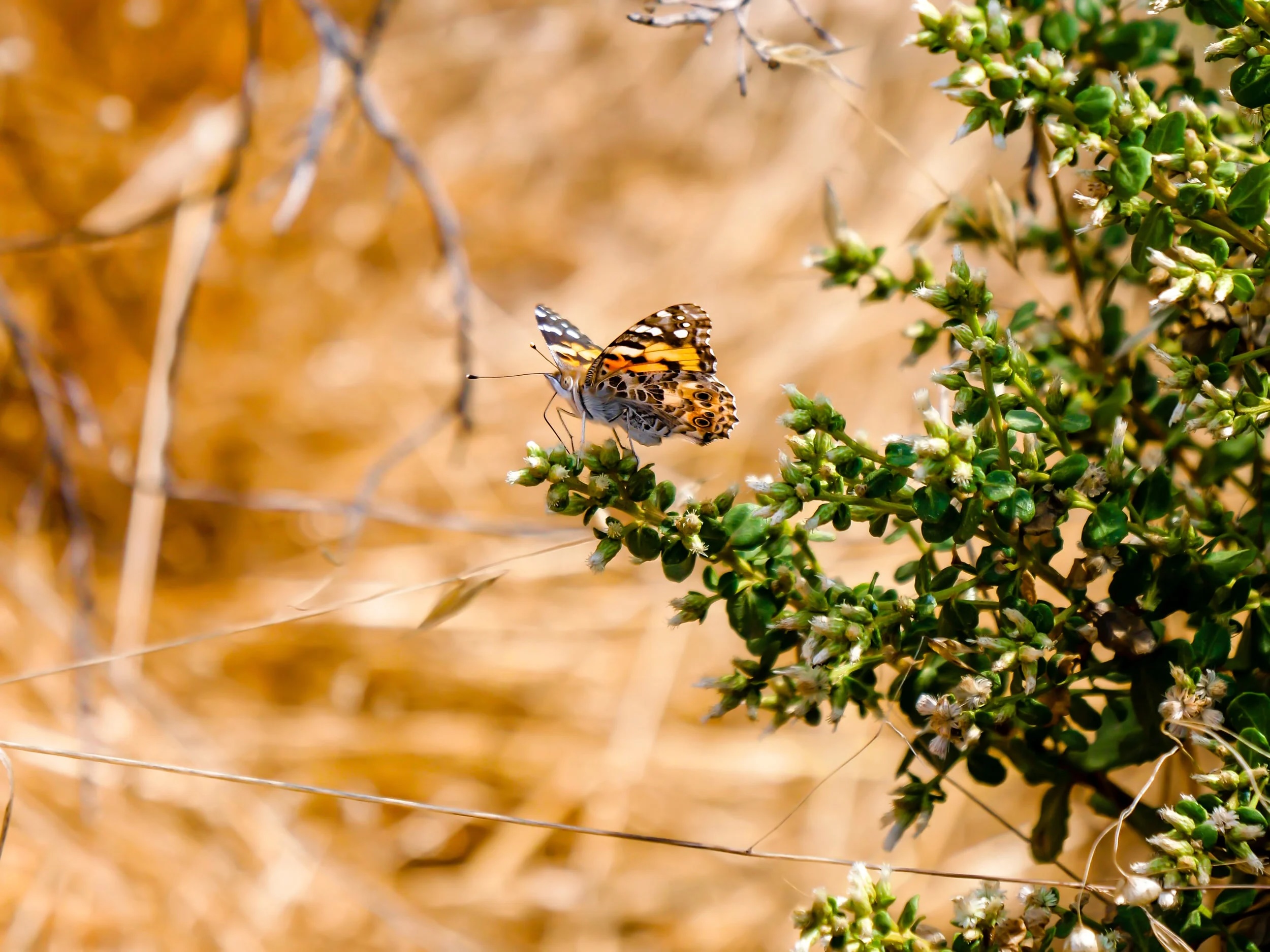Did you know butterflies have four stages of life? They must crawl as an ugly larvae before flying as a beautiful butterfly.