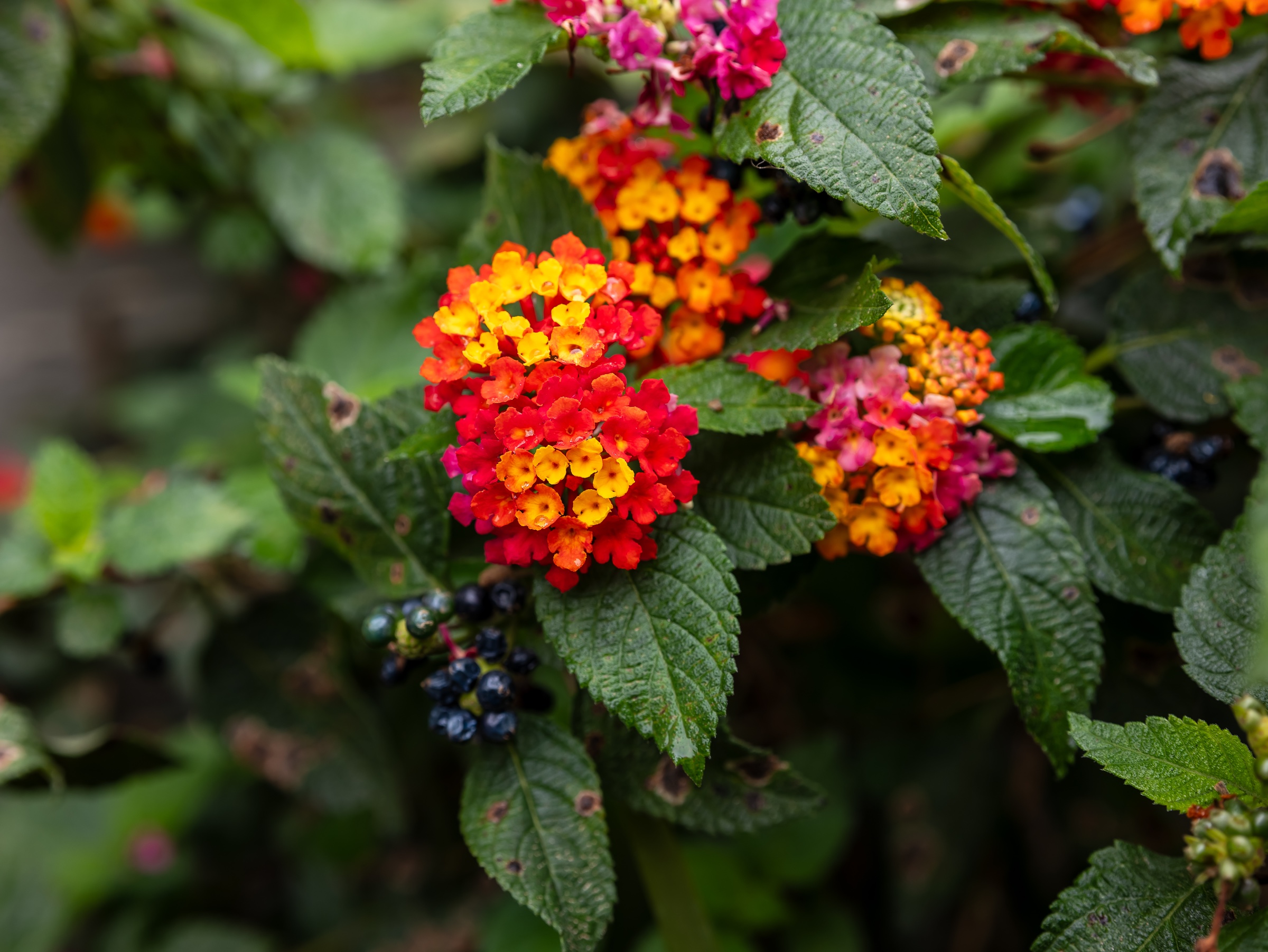 Clusters of lantana flowers bloom in vivid shades of red, orange, yellow, and pink against a dense backdrop of textured green leaves. Dark berries and softly blurred foliage add depth, while the sharply defined blossoms create a bright, exuberant focal point.