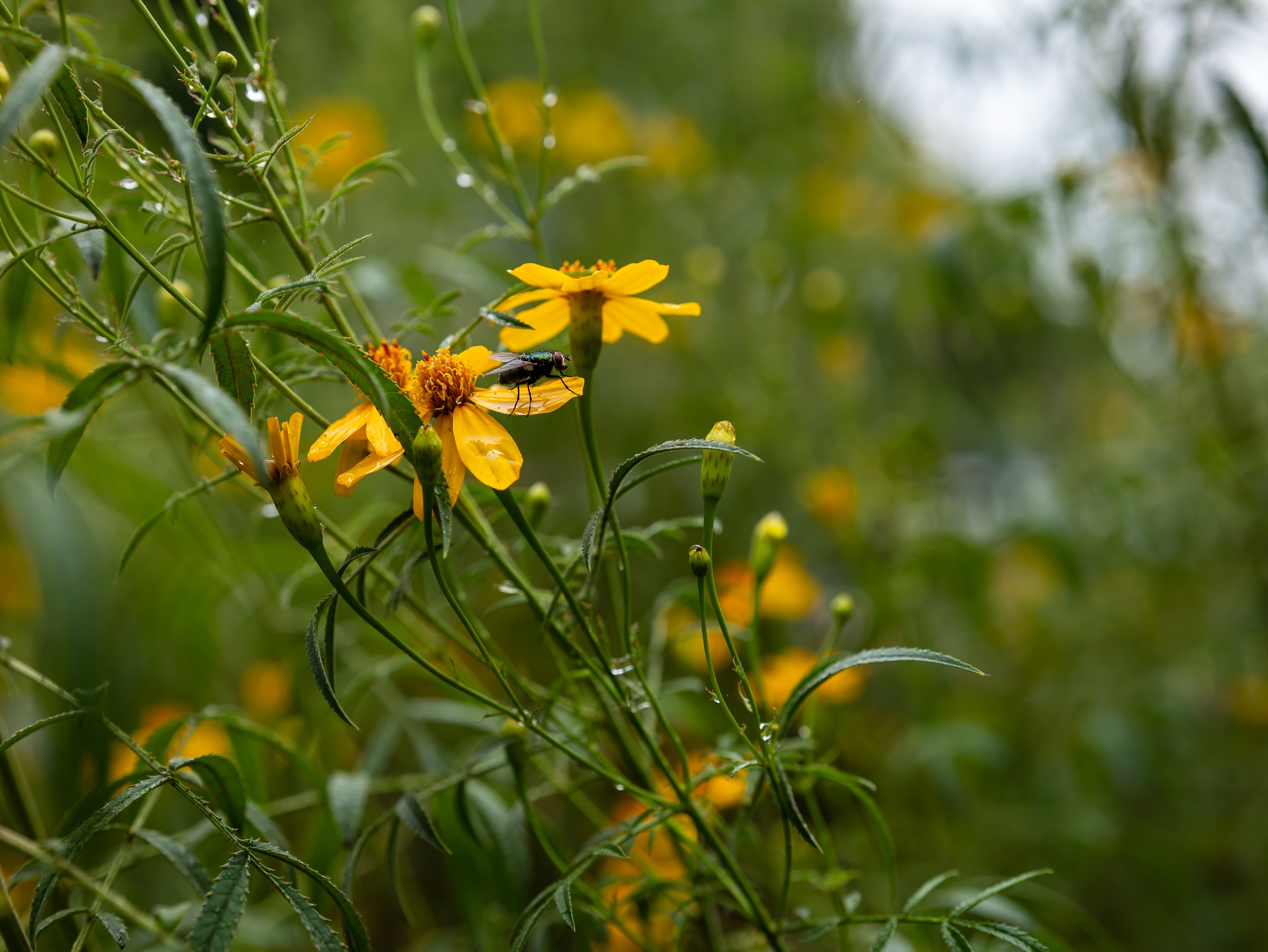 A metallic green fly rests on a vivid yellow flower, its translucent wings catching the light. Dense stems, serrated leaves, and softly blurred blossoms surround it, creating a layered garden scene where the insect becomes a sharp, unexpected point of focus.