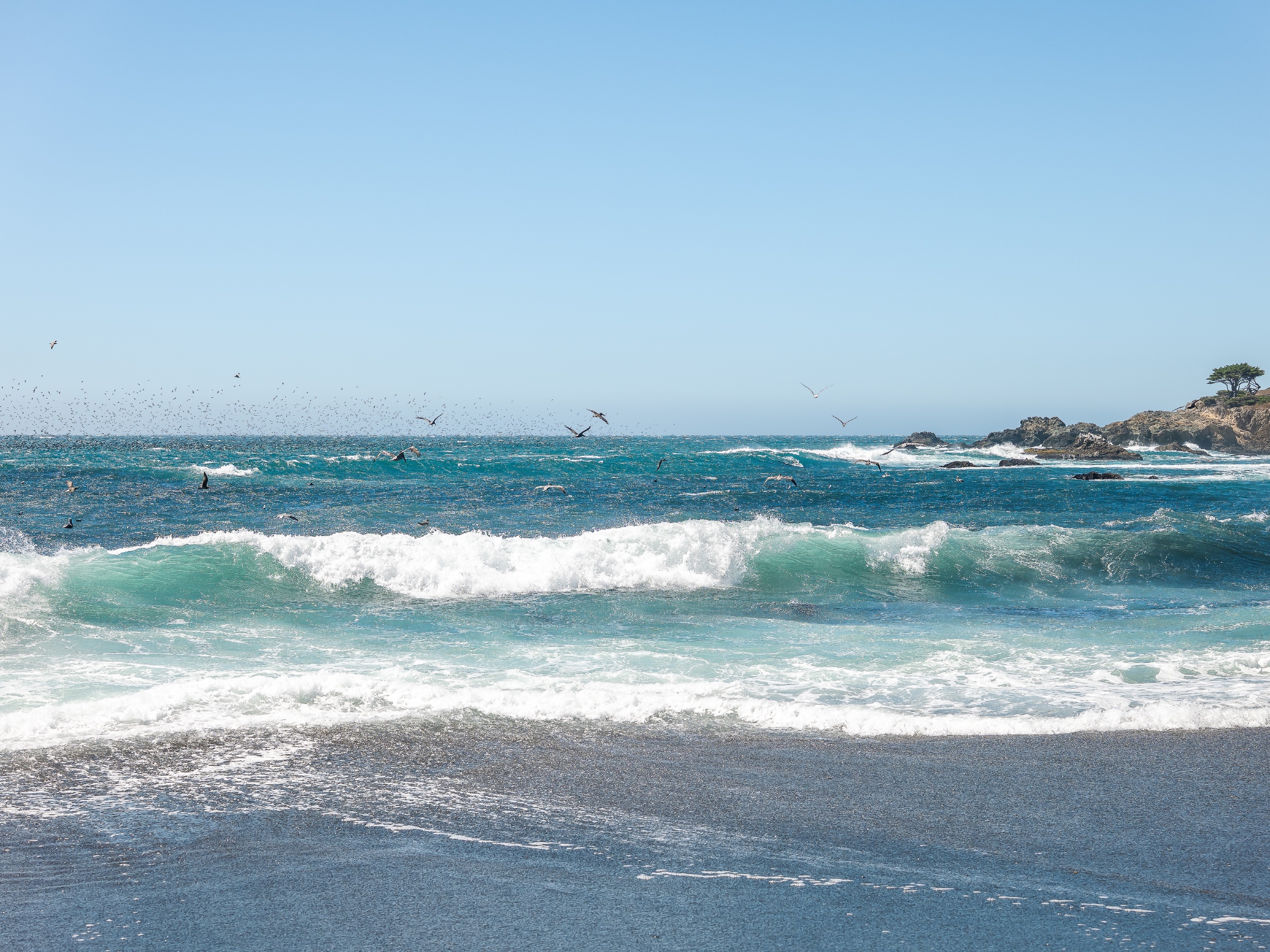 Turquoise waves break in layers over a dark shoreline at Sea Ranch, California, while a flock of seabirds sweeps across the water and sky. Rocky outcrops and wind-shaped coastal trees frame the right edge of the scene, adding a rugged counterpoint to the open Pacific horizon.