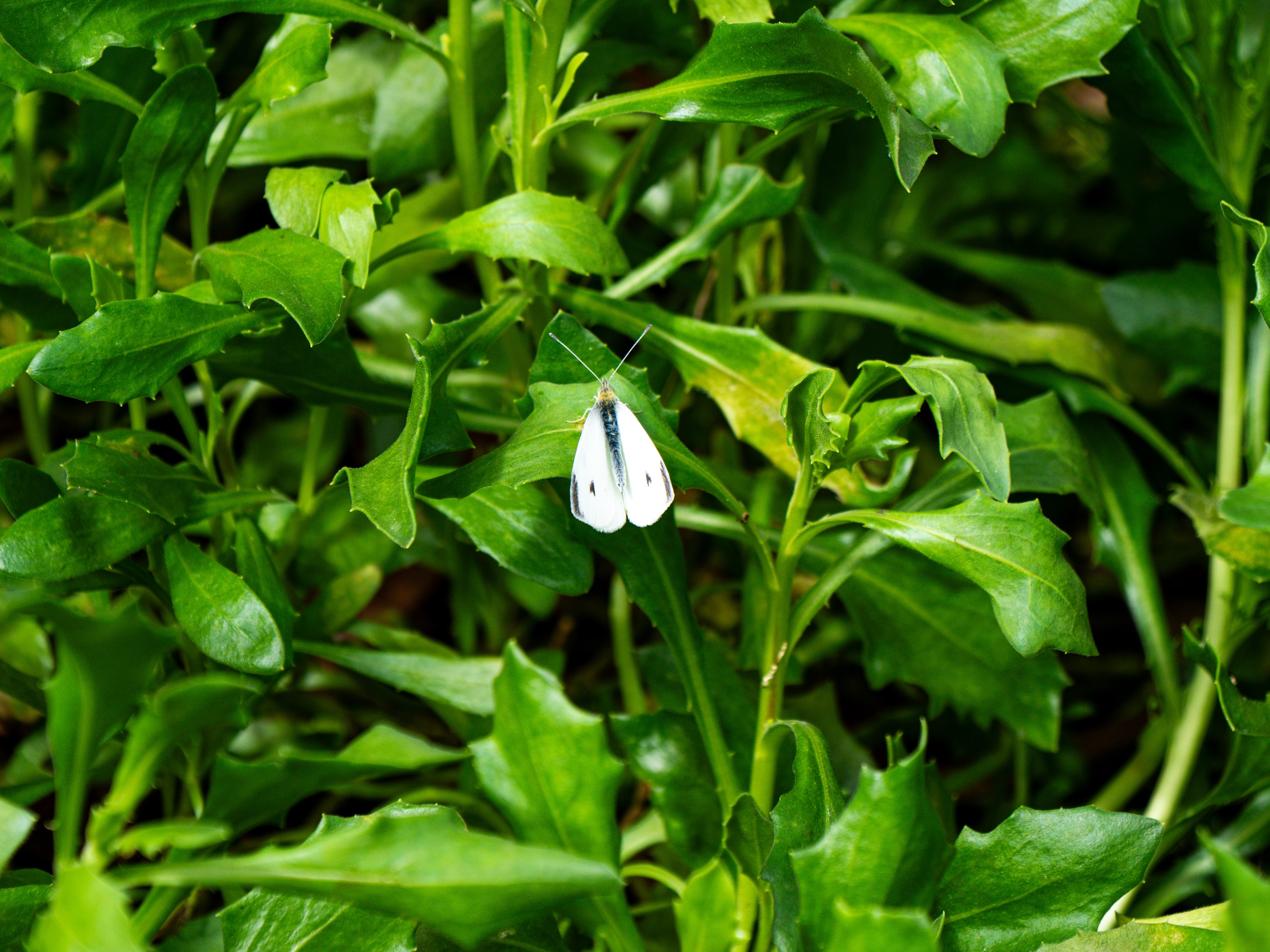 A delicate white butterfly rests with its wings closed among dense, serrated green leaves in Golden Gate Park. Its pale wings, marked by small dark spots, stand out against the surrounding foliage, while its fine antennae and body are sharply visible at the center of the frame.