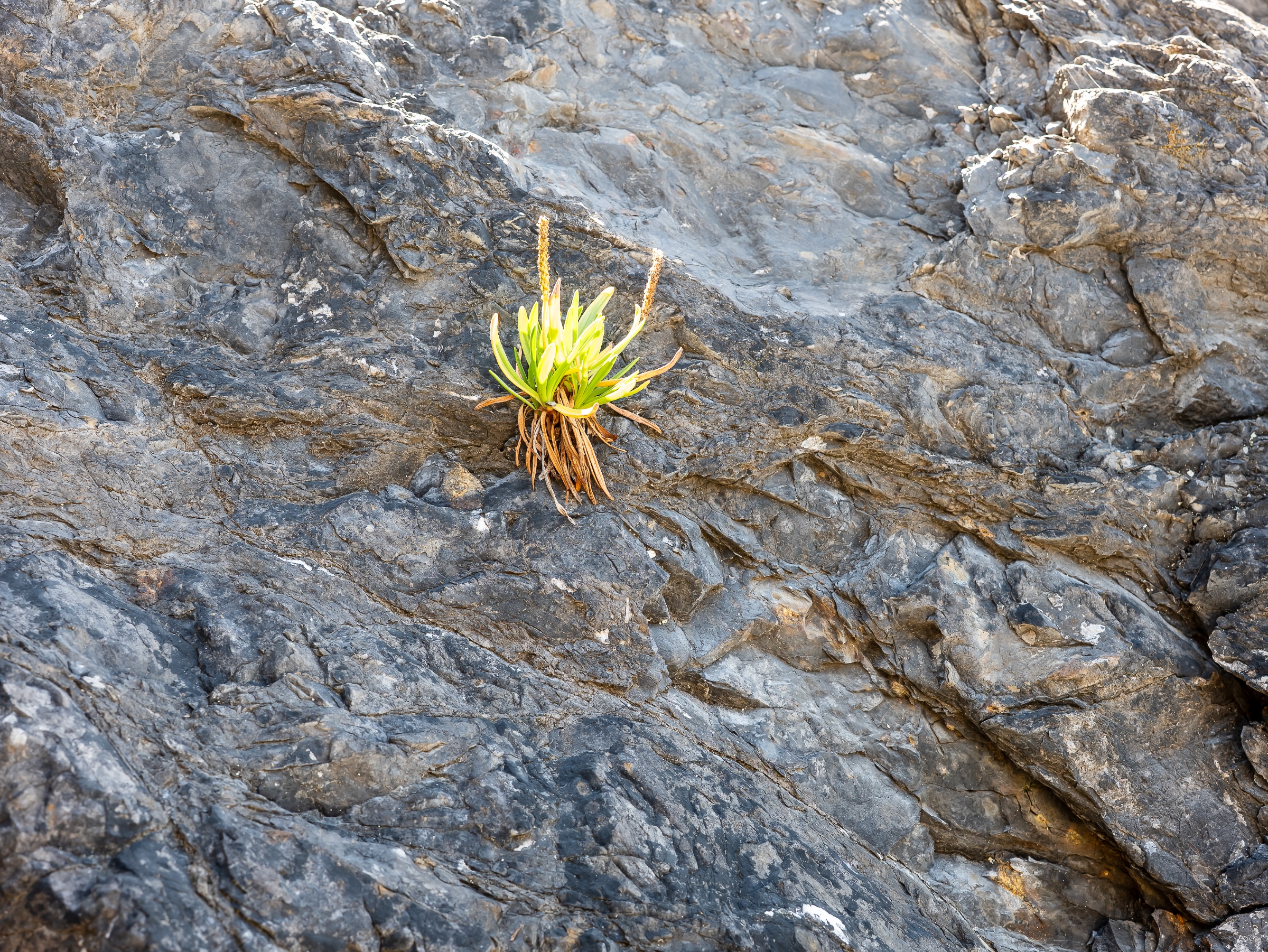 A small coastal plant clings to a fissure in a broad field of dark, weathered rock. Its vivid green leaves and slender flower spikes stand out against the folded, mineral-gray surface, suggesting persistence and life in an exposed landscape.