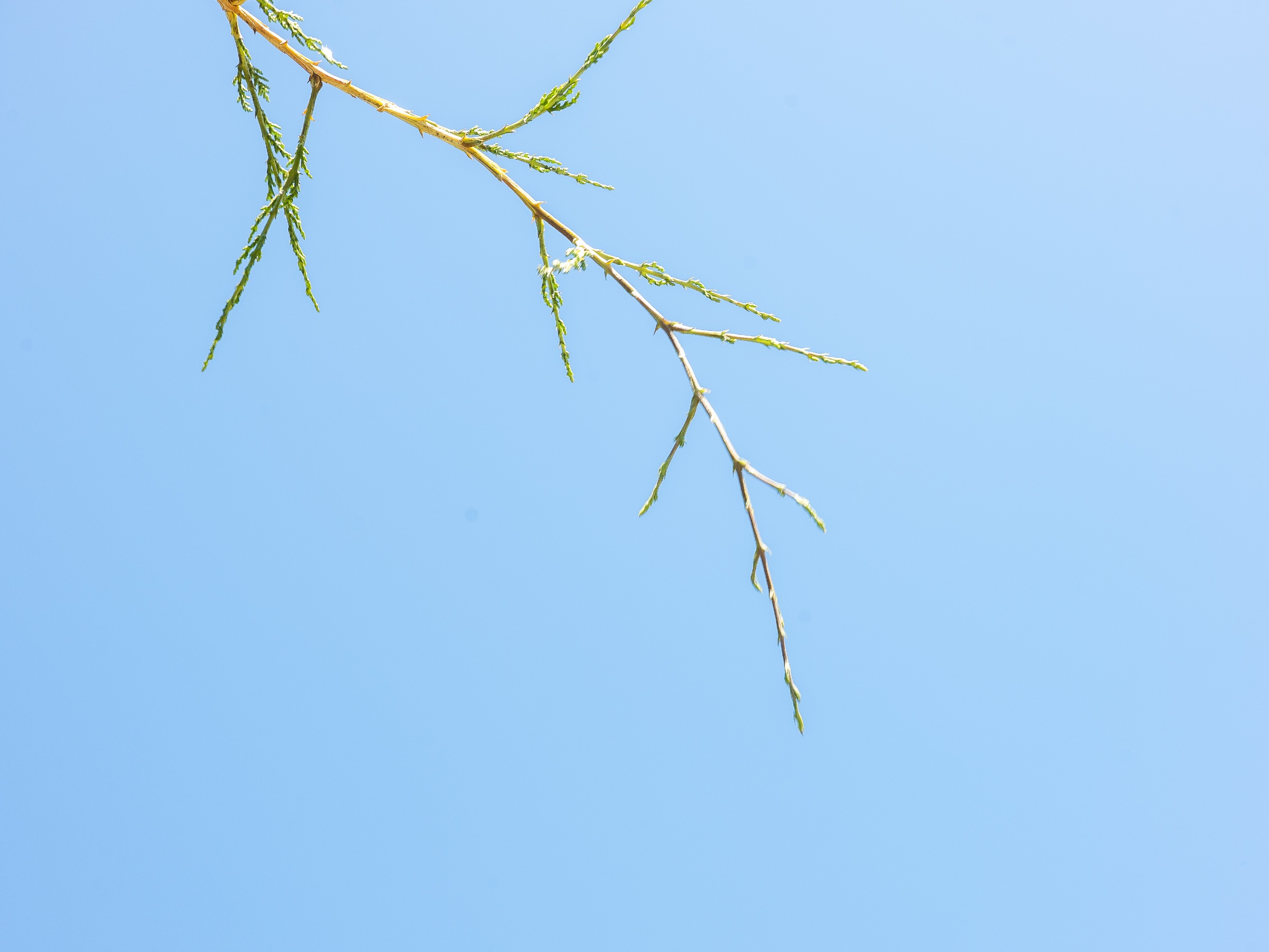 Against a clear expanse of pale blue, a slender, thorny branch reaches diagonally into the frame. Its tiny green shoots and jagged offshoots create a spare, calligraphic pattern, turning an ordinary plant into a quiet study of line, light, and open space.