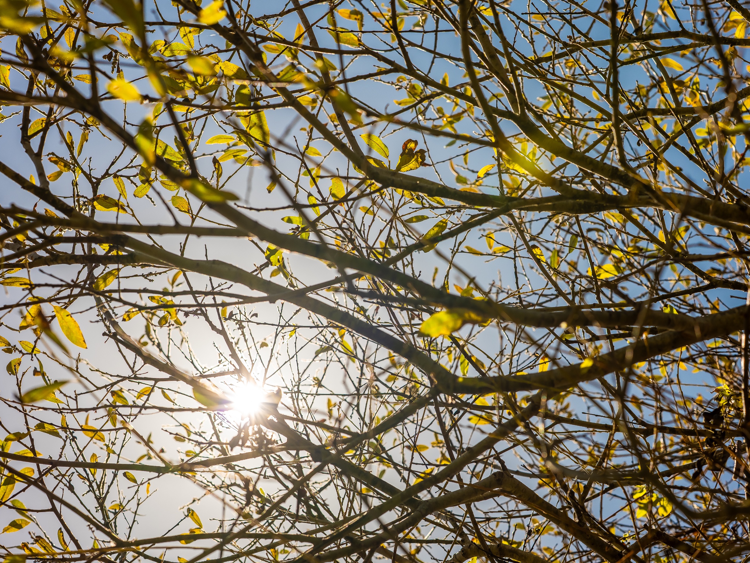 The bright sun shines through a lattice of slender branches, backlighting small yellow-green leaves and creating a warm haze of gold and white. The overlapping limbs and soft focus turn the canopy into an abstract study of light, movement, and early autumn color.