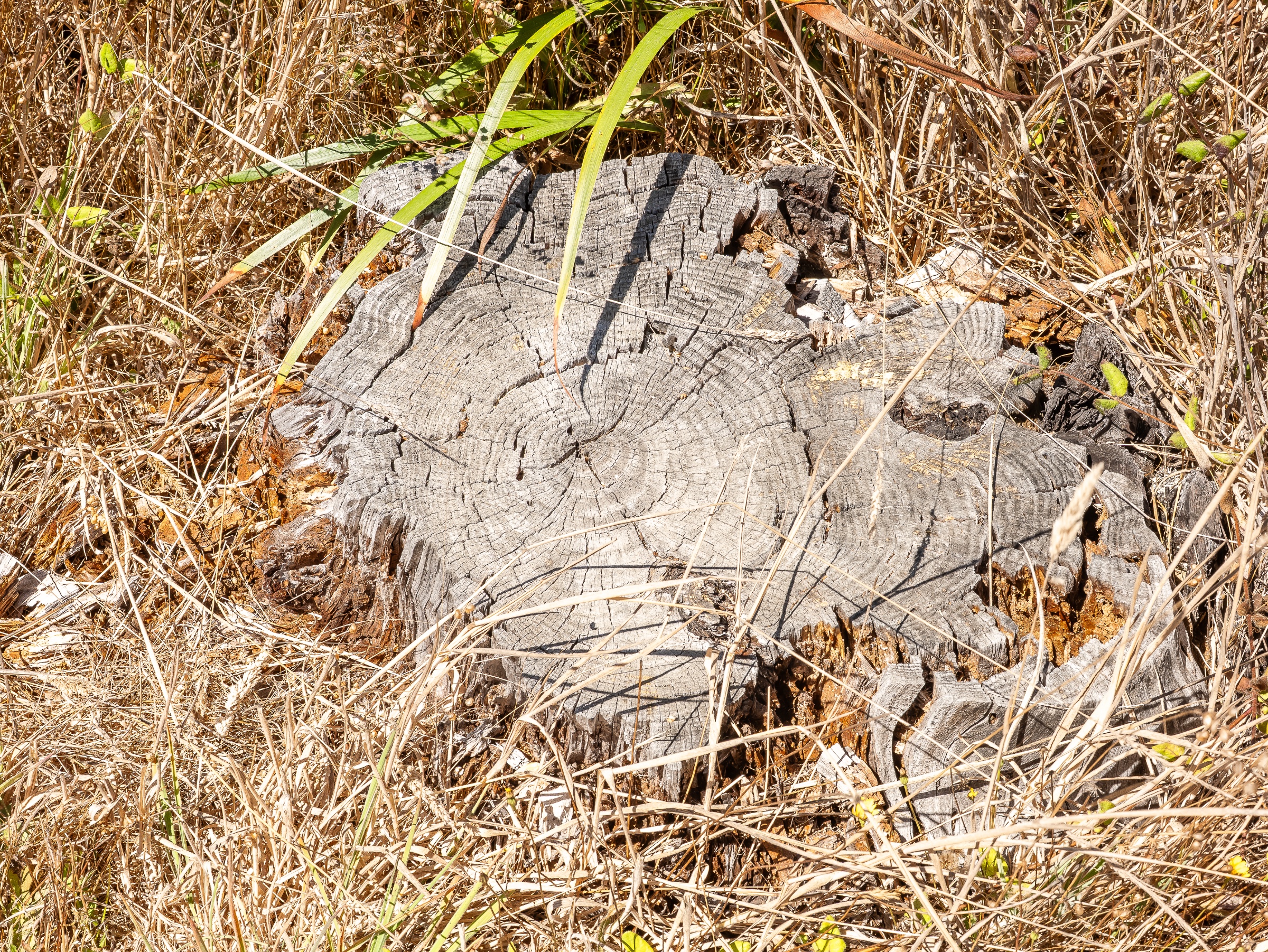 A close view of an old tree stump reveals dense growth rings, deep cracks, and a gray, sun-bleached surface. Surrounded by dry grass, thin stems, and a few green shoots, the decaying wood becomes a textured record of age, exposure, and renewal.