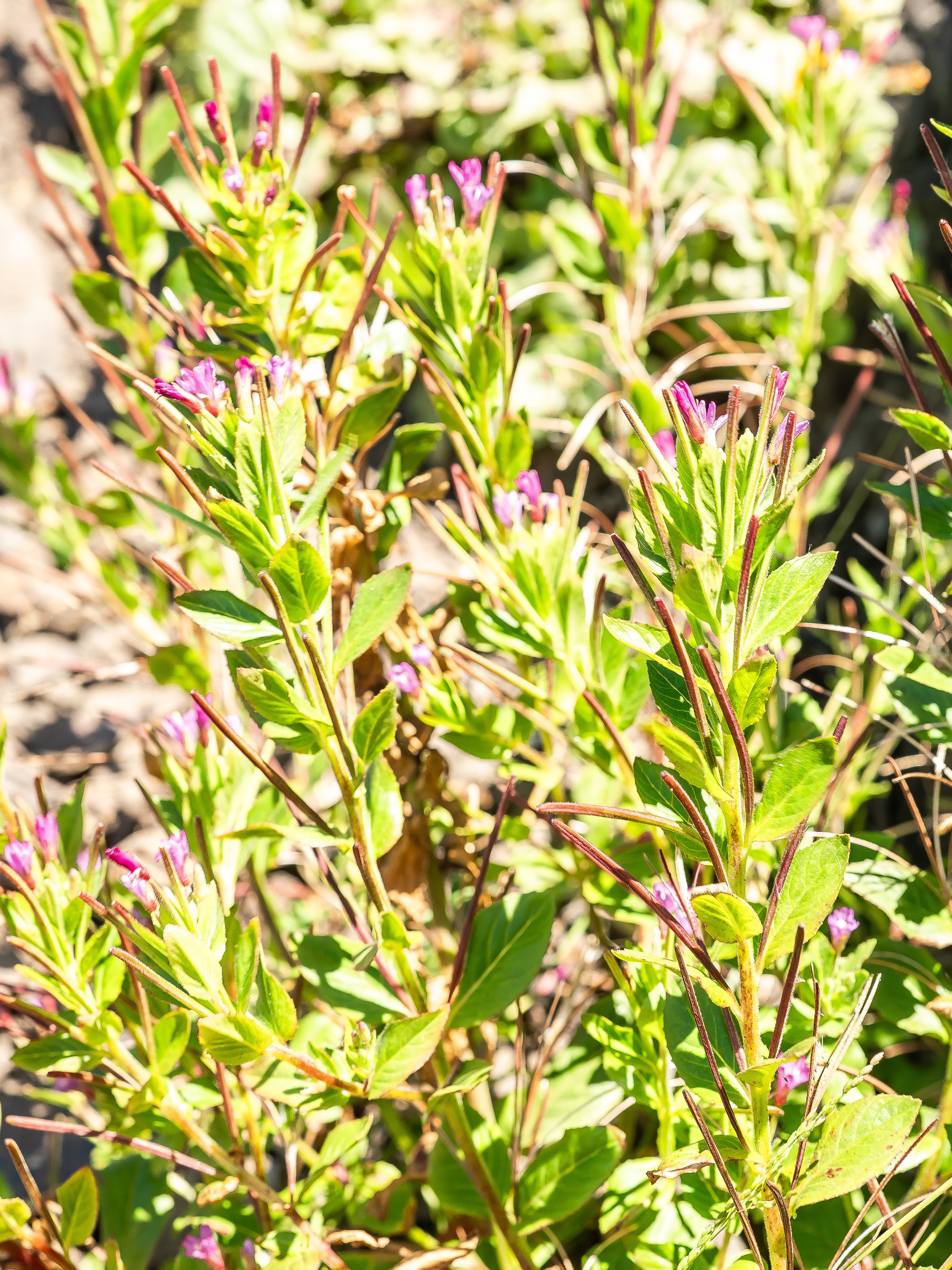 Clusters of tiny magenta-purple flowers emerge from a thicket of fresh green leaves and slender reddish stems. Strong sunlight catches the foliage and softens the background, giving the close-up a vivid, almost painterly sense of color and growth.