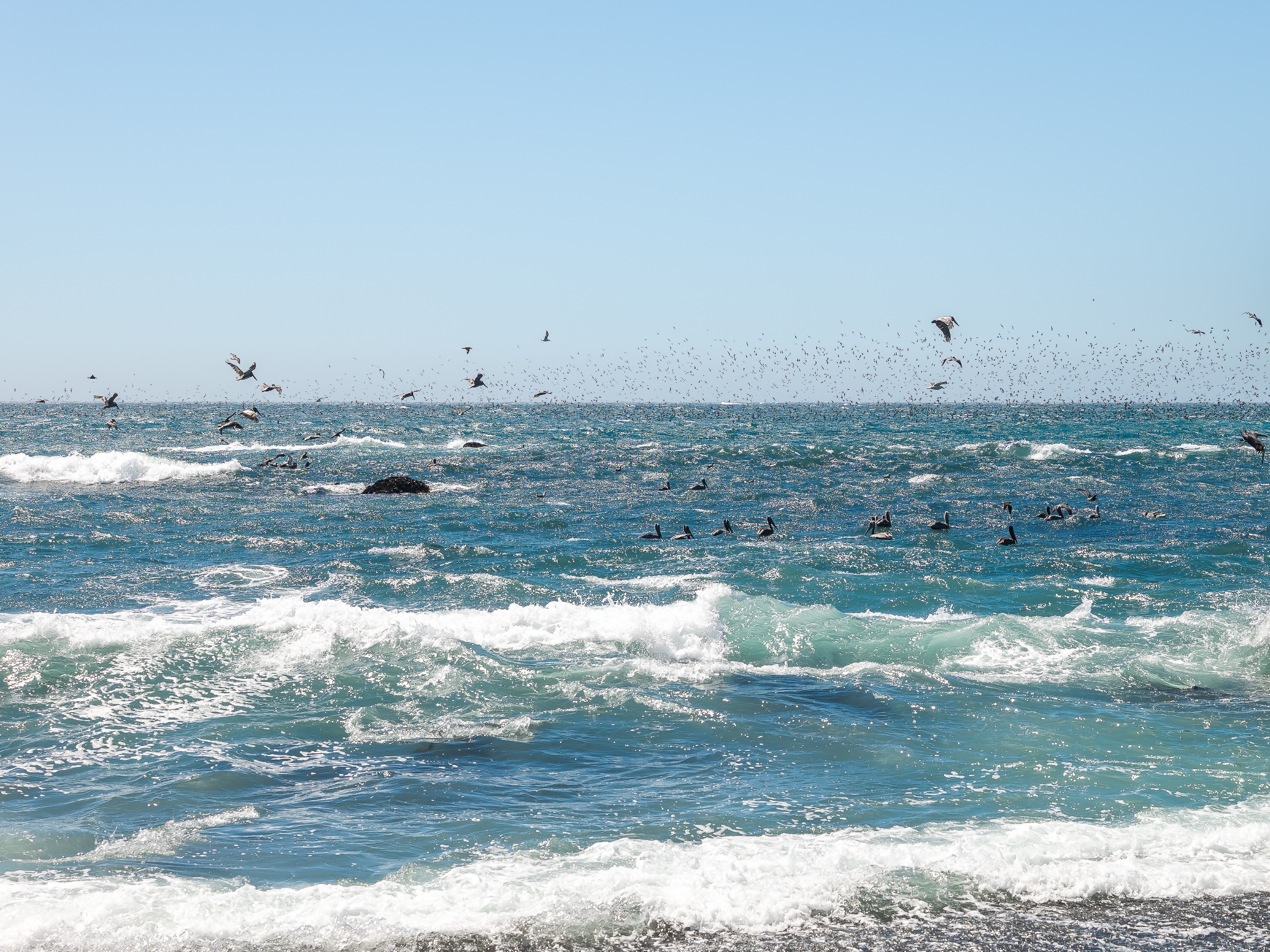 Foaming surf spreads across the foreground beneath a broad blue sky, while waves rise and break farther offshore. A large flock of seabirds gathers above and along the waterline, with individual birds gliding across the frame and hundreds more forming a scattered horizon of motion.