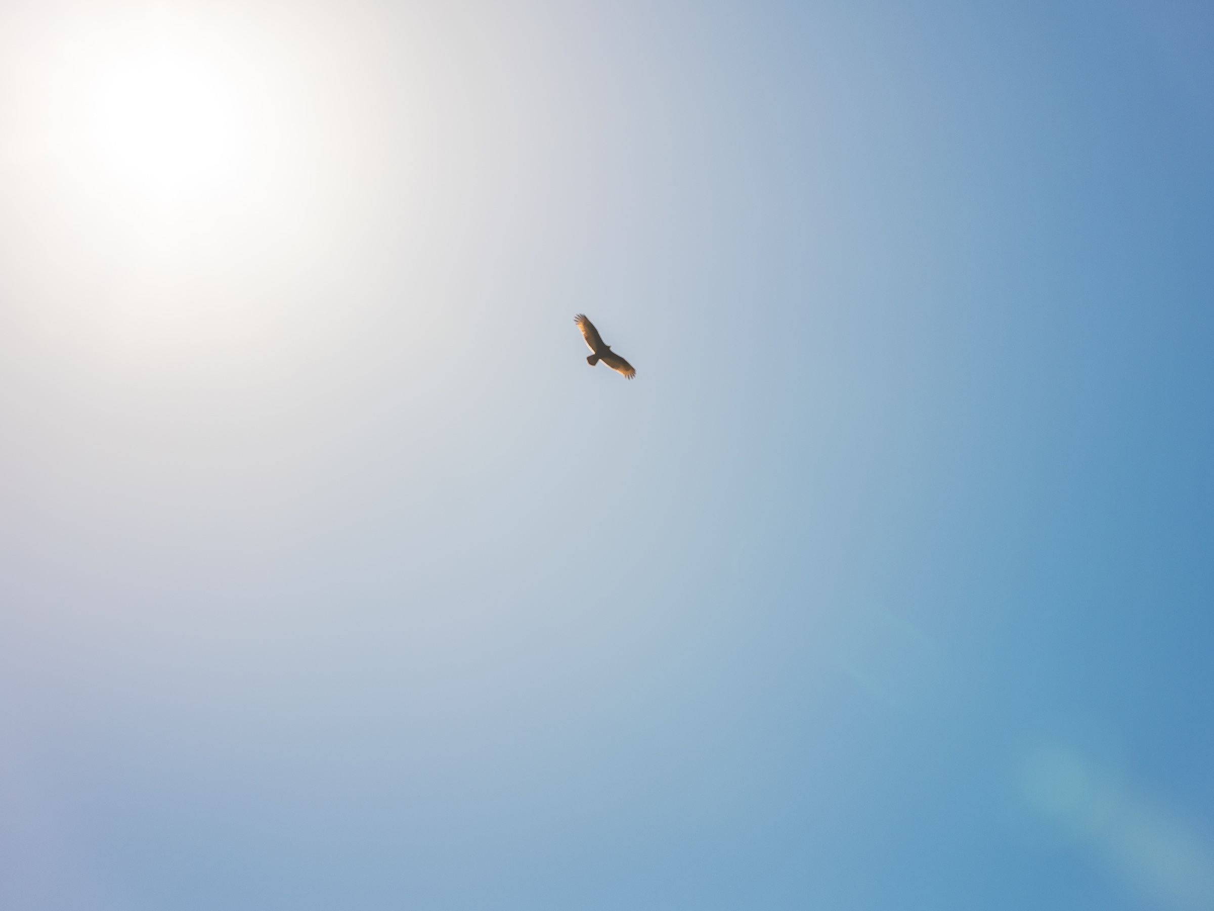 A turkey vulture glides on broad, outstretched wings over dark evergreen trees and dry coastal grassland. The wide expanse of clear blue sky gives the bird’s flight a feeling of solitude and effortless lift.