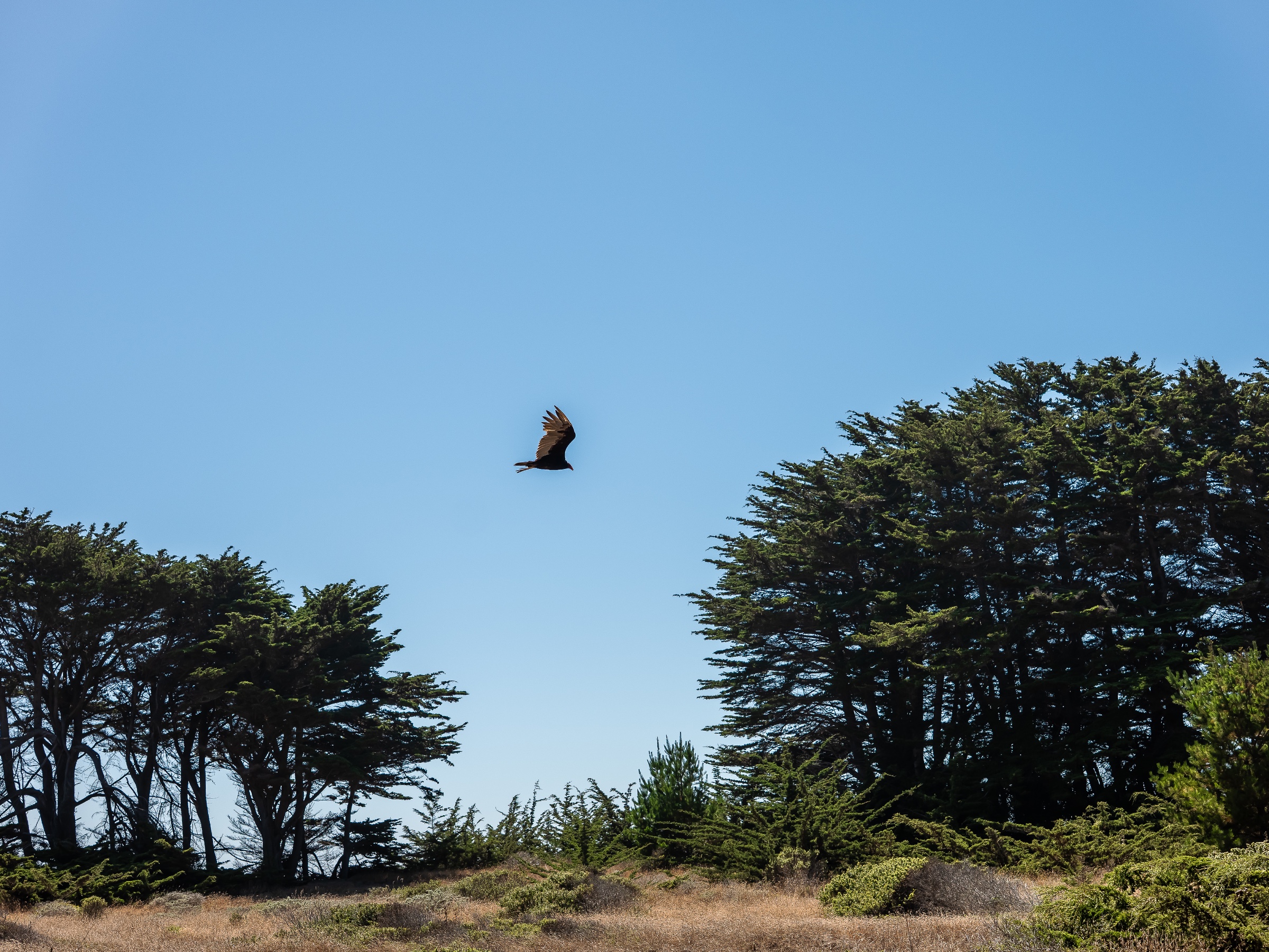 A large dark bird glides across an open blue sky, its broad wings lifted as it passes between stands of wind-shaped evergreens. The low scrub and dry grasses below frame the flight, emphasizing the quiet scale of the coastal landscape.