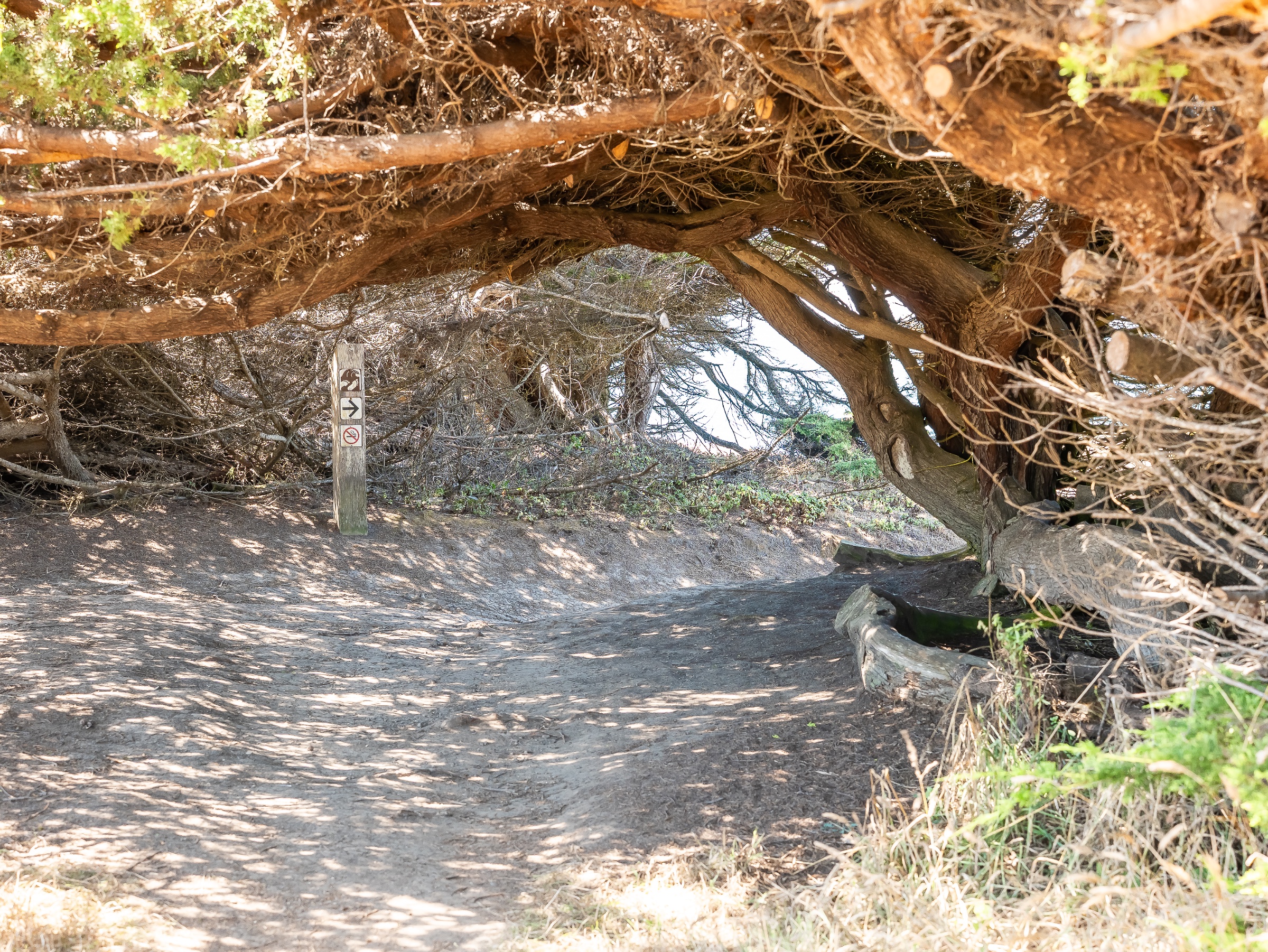 A narrow dirt trail curves beneath low, interwoven branches that form a dense natural canopy. Dappled sunlight falls across the ground, while a small trail marker and glimpses of bright daylight beyond suggest a quiet passage toward the coast.