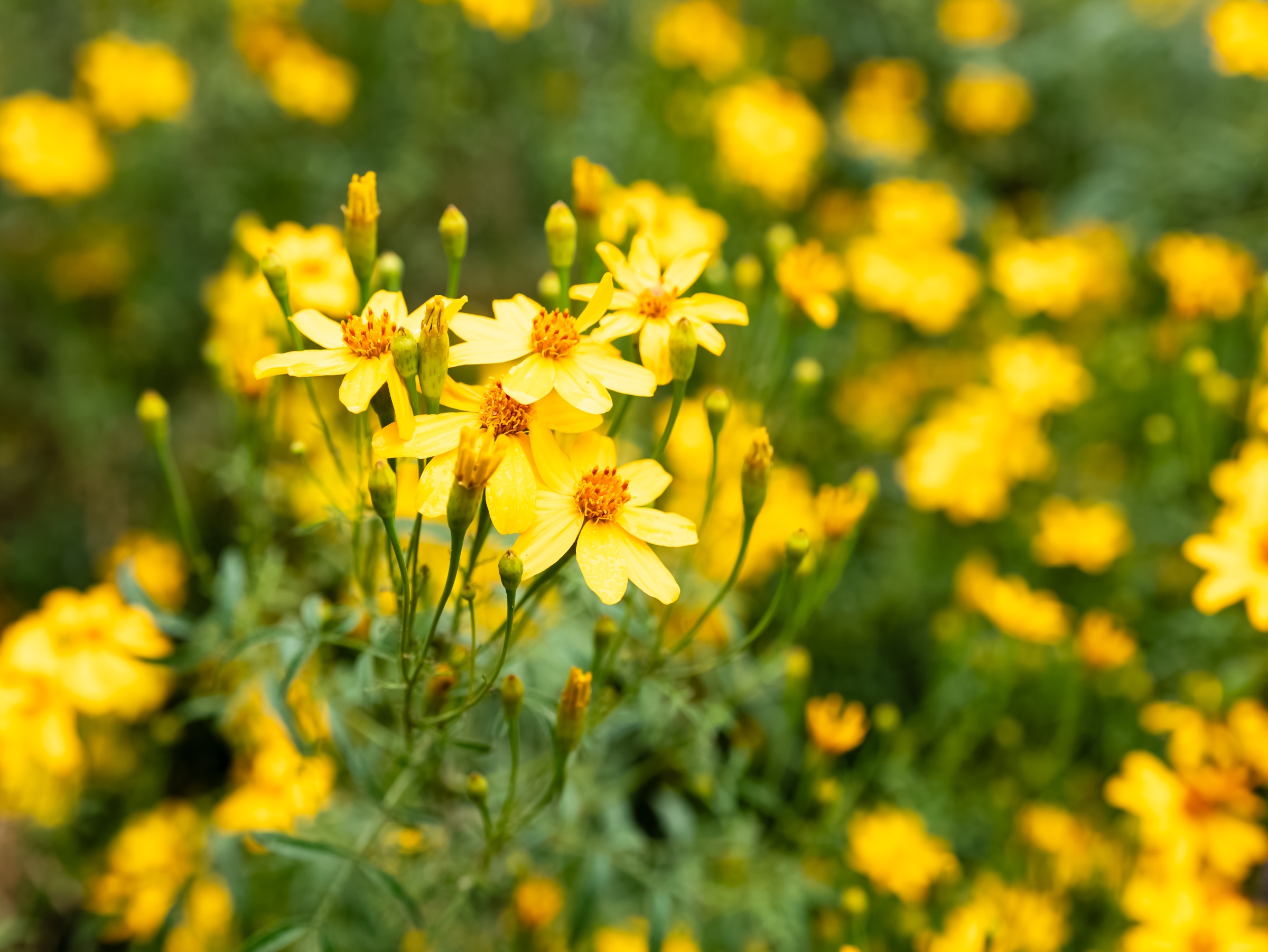 Golden, daisy-like flowers and unopened buds emerge through a haze of green foliage, while most of the garden dissolves into soft circles of yellow light. A small cluster of blooms near the center retains just enough detail to anchor the dreamlike, painterly scene.