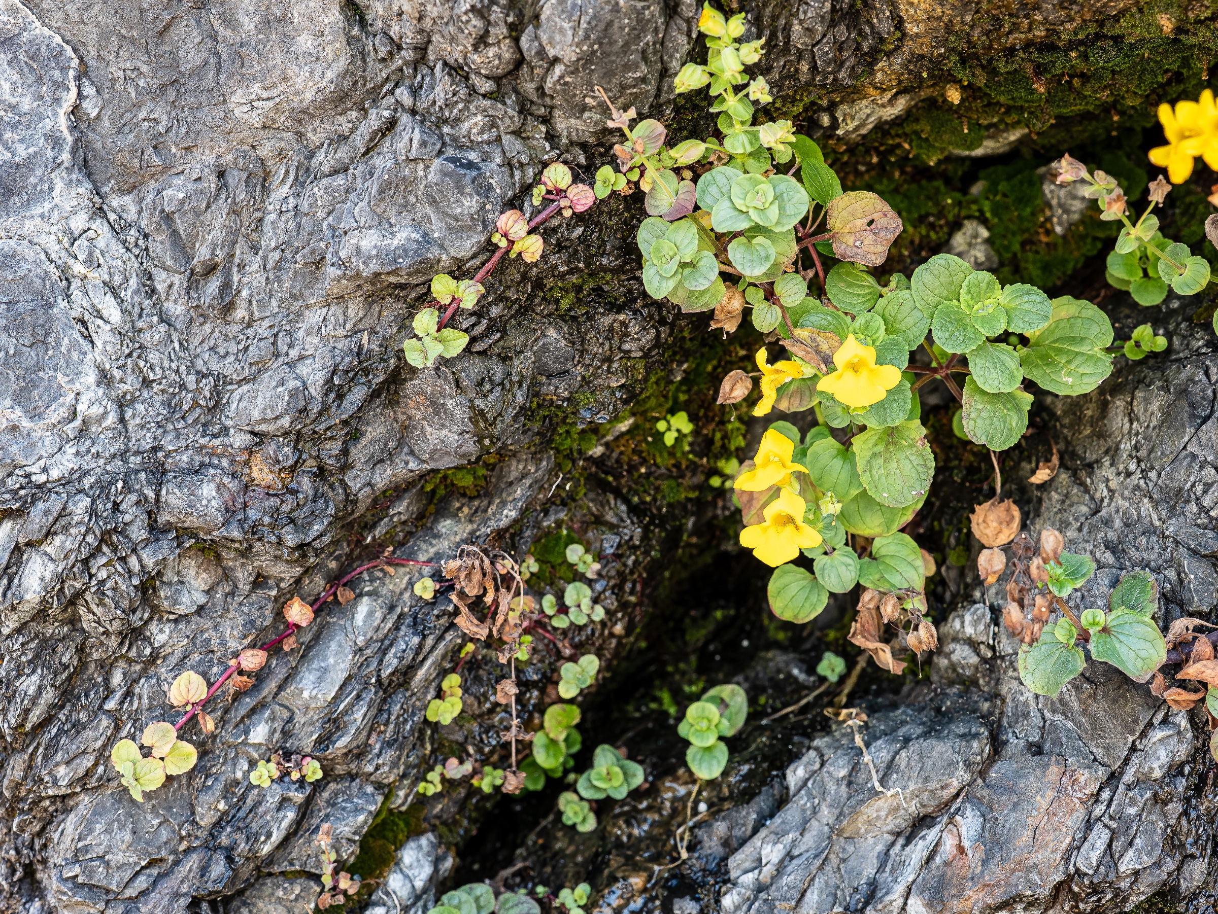 Small yellow flowers and round green leaves emerge from a narrow, moss-lined crevice in weathered gray rock. The close-up contrasts the plants’ tender color and living detail with the hard, layered textures of the surrounding coastal stone.