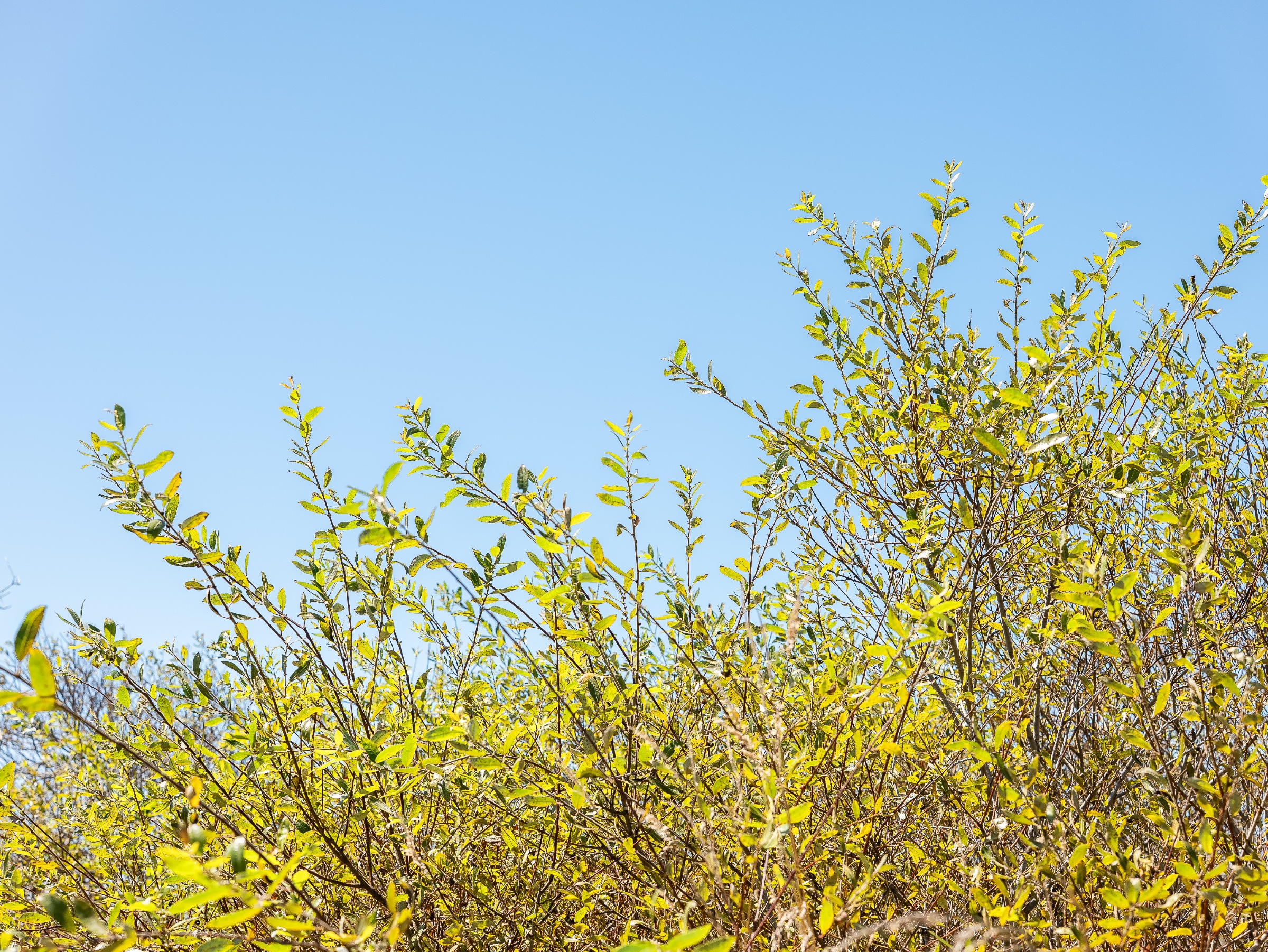 A dense thicket of slender branches and fresh yellow-green leaves rises along the bottom of the frame beneath a wide, cloudless blue sky. The bright foliage catches the sun, creating an airy composition that balances intricate growth with open space.