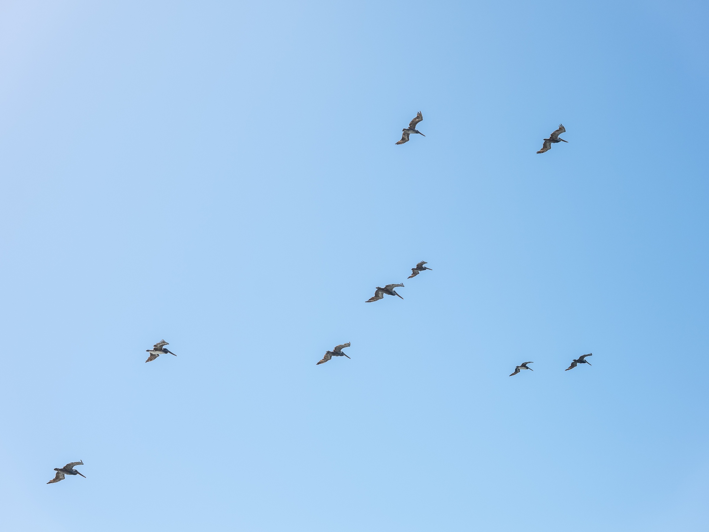 A loose formation of brown pelicans glides overhead, their broad wings and long bills silhouetted against a clear, open sky. The wide spacing between the birds emphasizes both their quiet coordination and the expansive coastal air around them.
