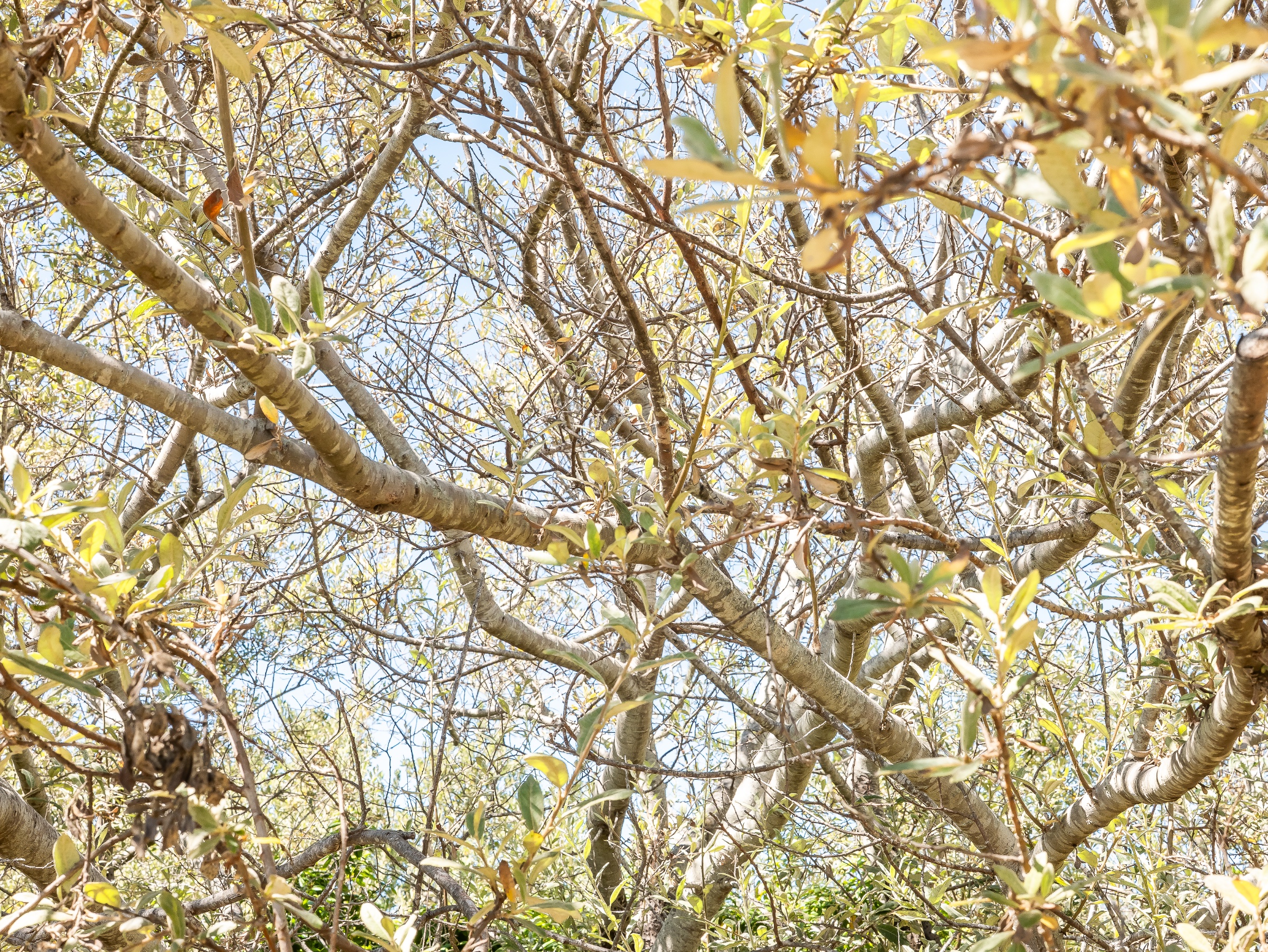 An upward view into a dense canopy reveals pale, smooth branches twisting through clusters of narrow green and gold leaves. Bright sunlight filters through the foliage and patches of blue sky, creating a lively web of overlapping shapes, texture, and shadow.
