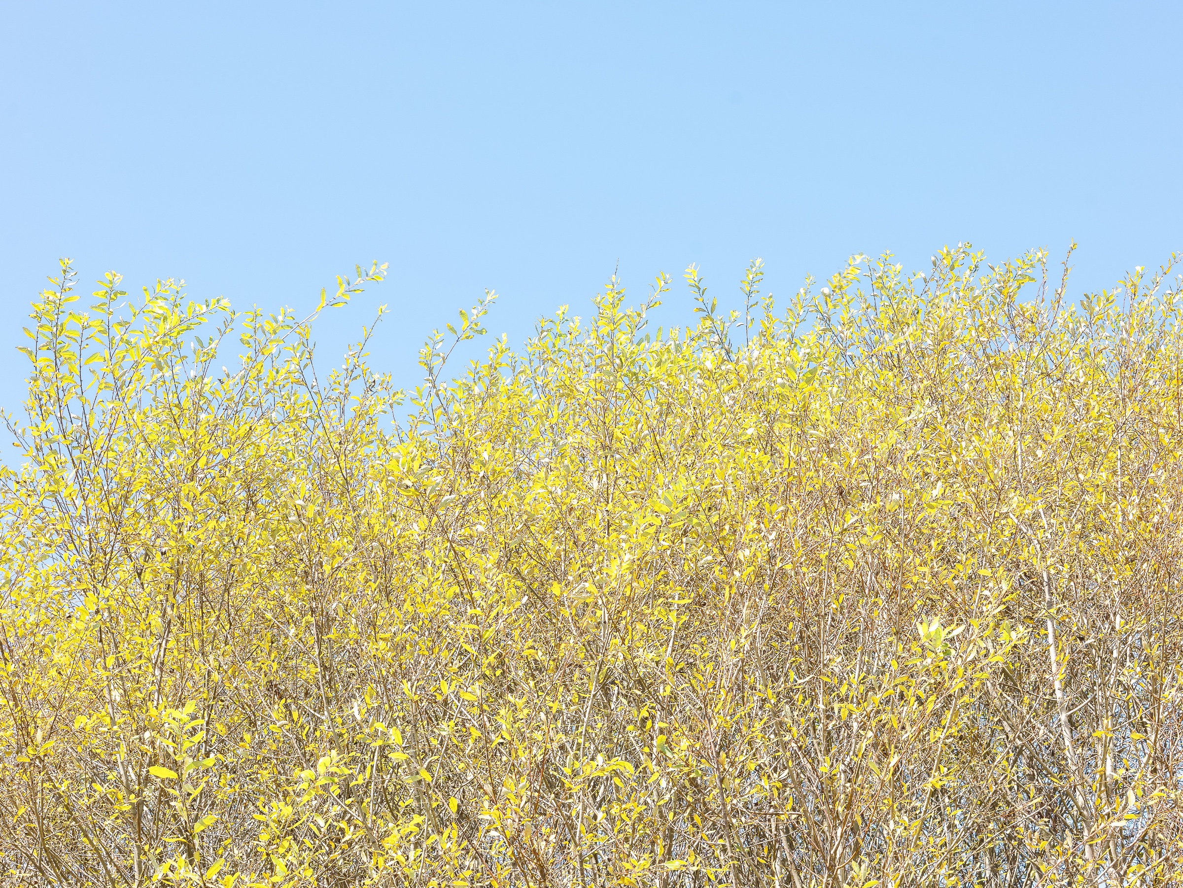 Sunlit branches fill the lower half of the frame, their slender leaves glowing yellow-green against a wide, cloudless blue sky. The image emphasizes the bright, delicate texture of the foliage and the calm expanse of space above it.
