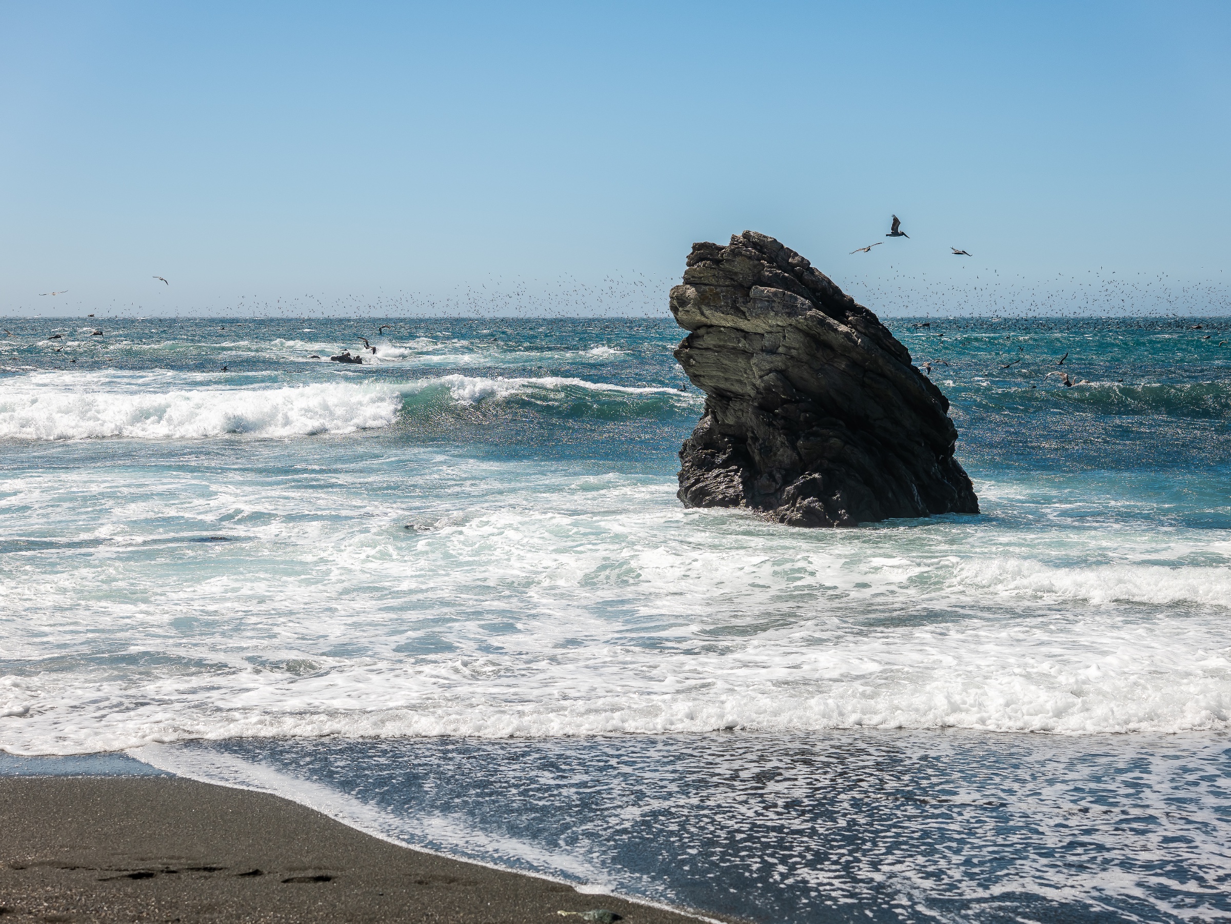 White surf rolls onto a dark beach as waves surge around a jagged offshore rock formation. Seabirds circle above the choppy blue water, lending motion and scale to the rugged coastal scene at Sea Ranch, California.